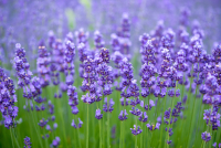 HAPPY LAVENDER 
