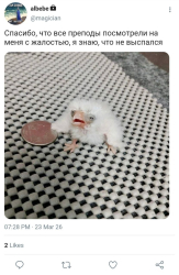 Камыш «вундервафель» Валерия